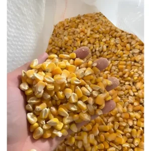 Milho Em Grãos Consumo Animal Saco com 60kg